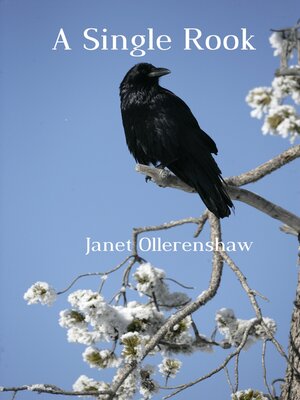 cover image of A Single Rook